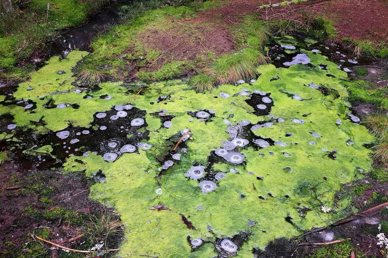 Smraďoch