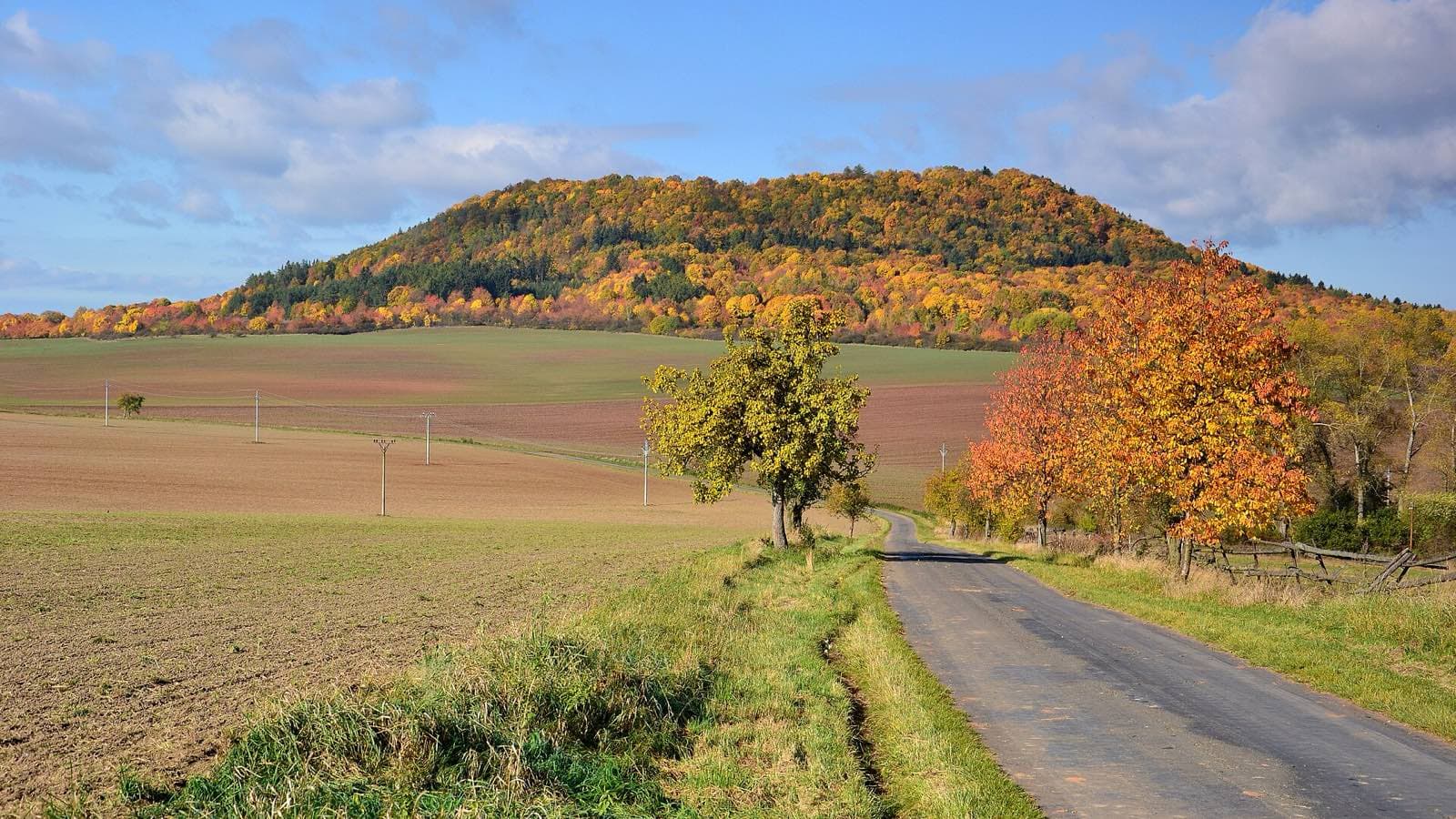 Vladař