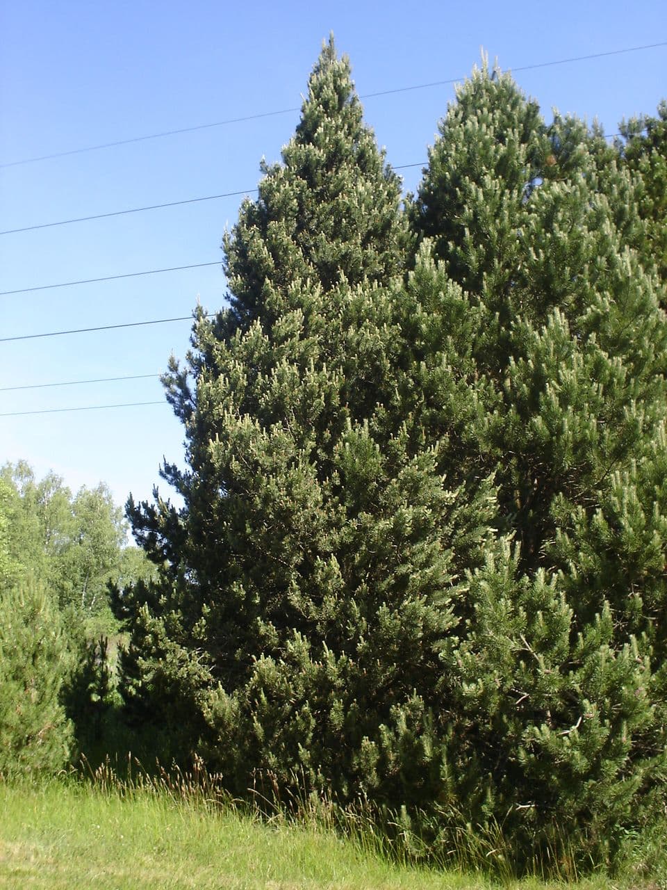 Arboretum Sofronka